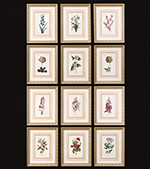 C111-33493 By Uttermost Flower Of The Month Floral Art Set/12