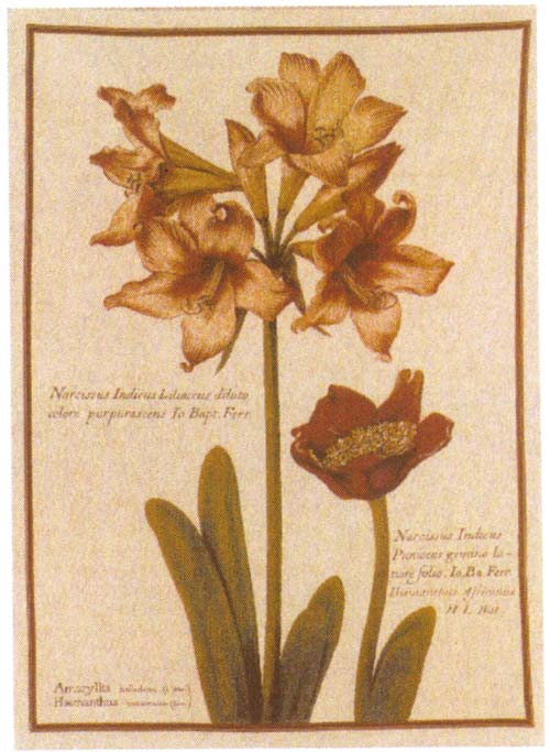 D155-1762-54*78 Amarylis Tapestries: Tapestry gallery - Over 1500 tapestries and tapestry decorating accessories - Finest quality - Wide selection - Competitive prices - Source for wholesale tapestry