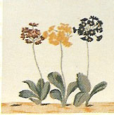 D155-366-14*14 Floral Cushion 1011 Tapestries: Tapestry gallery - Over 1500 tapestries and tapestry decorating accessories - Finest quality - Wide selection - Competitive prices - Source for wholesal