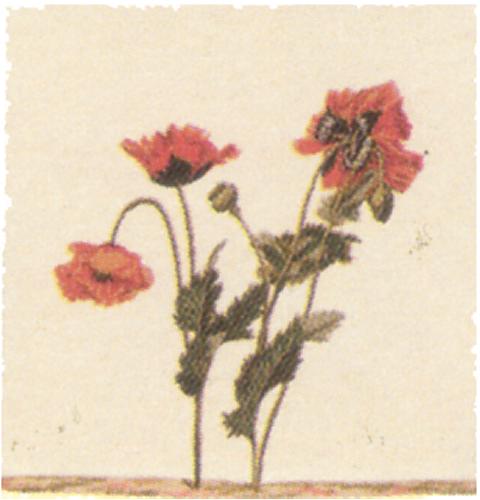 D155-368-14*14 Floral Cushion 1273 Tapestries: Tapestry gallery - Over 1500 tapestries and tapestry decorating accessories - Finest quality - Wide selection - Competitive prices - Source for wholesal