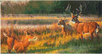 D155-565-26*47 Shadow Tales Tapestries: Tapestry gallery - Over 1500 tapestries and tapestry decorating accessories - Finest quality - Wide selection - Competitive prices - Source for wholesale tapes